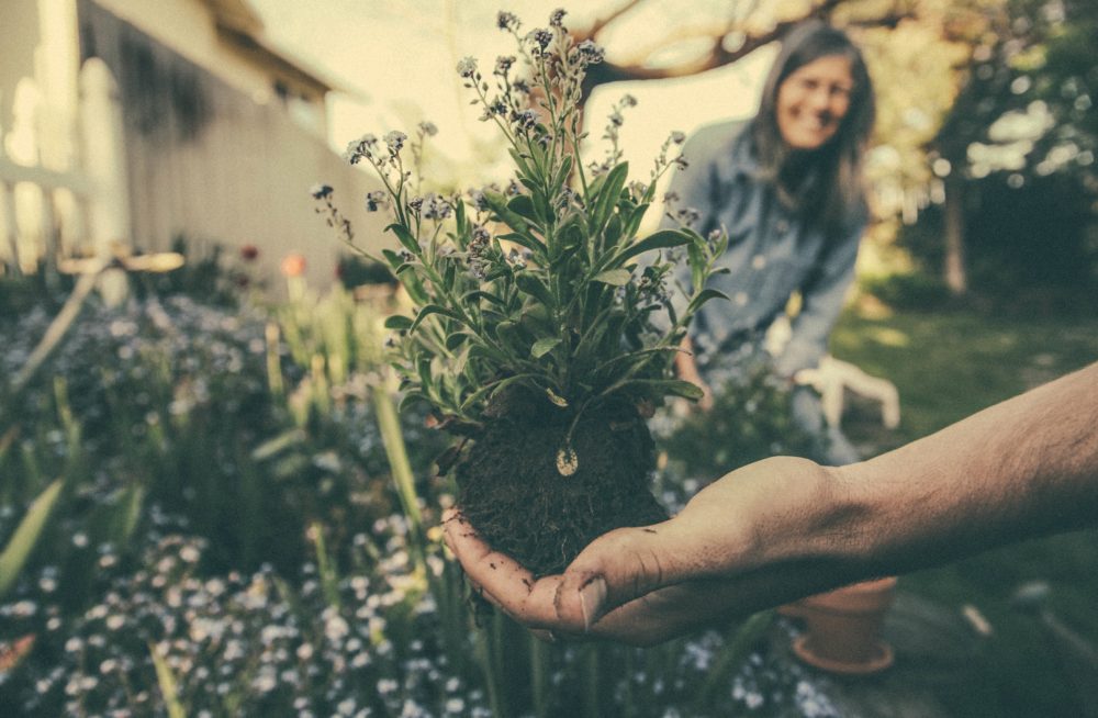 skillful means gardening