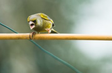 tame your anger